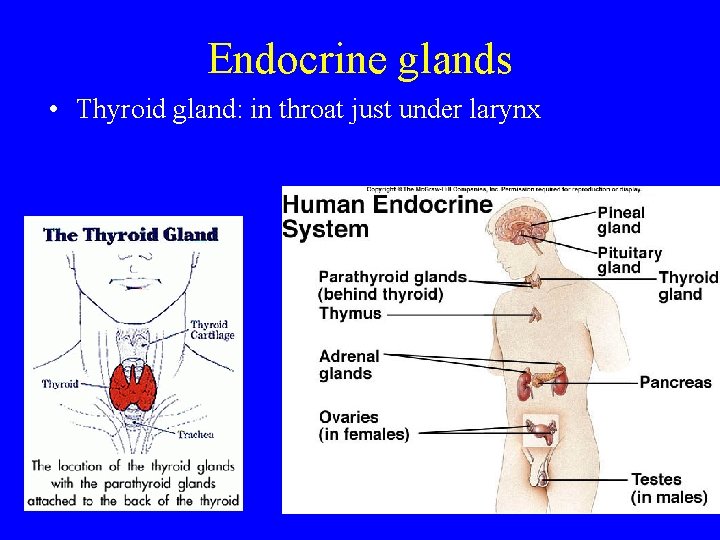 Endocrine glands • Thyroid gland: in throat just under larynx 