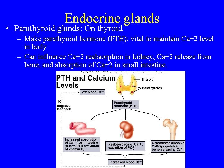 Endocrine glands • Parathyroid glands: On thyroid – Make parathyroid hormone (PTH): vital to