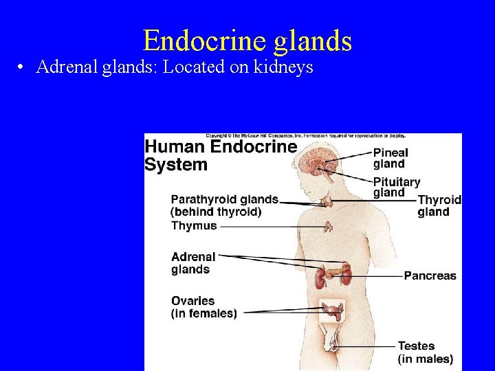 Endocrine glands • Adrenal glands: Located on kidneys 