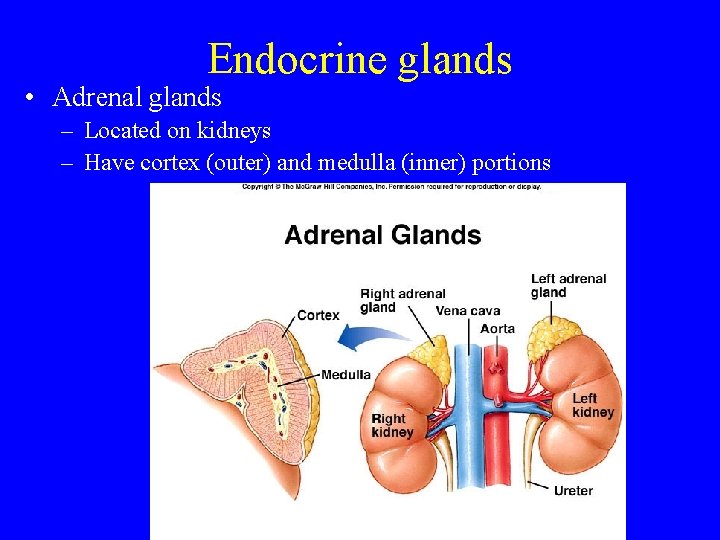 Endocrine glands • Adrenal glands – Located on kidneys – Have cortex (outer) and