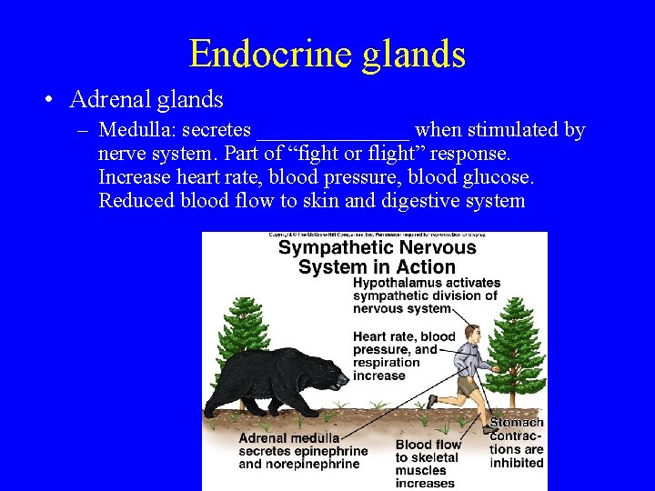 Endocrine glands • Adrenal glands – Medulla: secretes _______ when stimulated by nerve system.