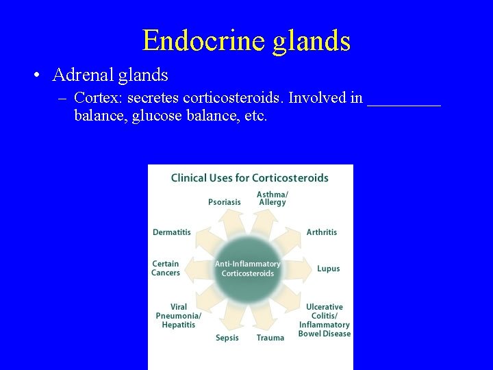 Endocrine glands • Adrenal glands – Cortex: secretes corticosteroids. Involved in _____ balance, glucose
