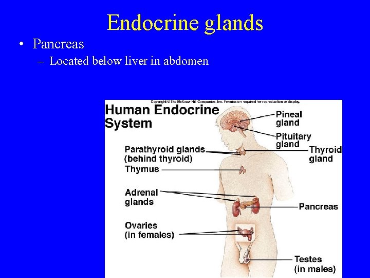 Endocrine glands • Pancreas – Located below liver in abdomen 