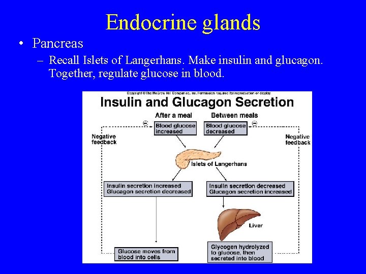 Endocrine glands • Pancreas – Recall Islets of Langerhans. Make insulin and glucagon. Together,