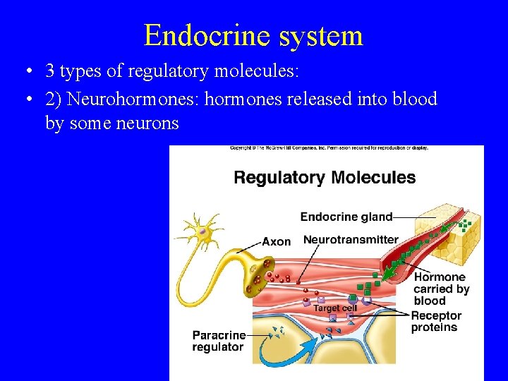 Endocrine system • 3 types of regulatory molecules: • 2) Neurohormones: hormones released into