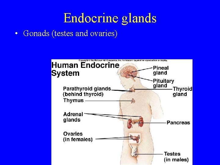 Endocrine glands • Gonads (testes and ovaries) 
