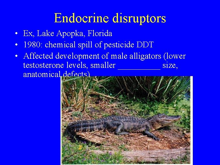 Endocrine disruptors • Ex, Lake Apopka, Florida • 1980: chemical spill of pesticide DDT
