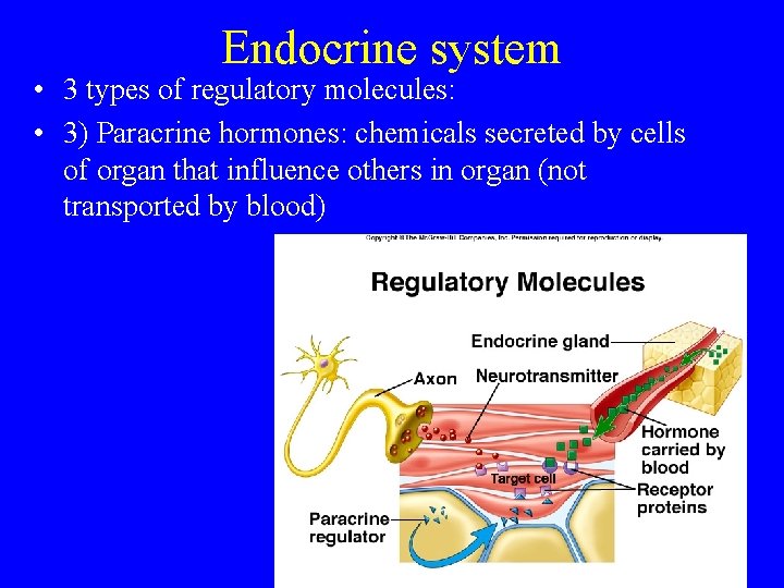 Endocrine system • 3 types of regulatory molecules: • 3) Paracrine hormones: chemicals secreted