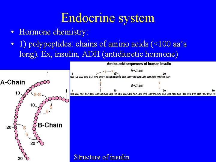 Endocrine system • Hormone chemistry: • 1) polypeptides: chains of amino acids (<100 aa’s