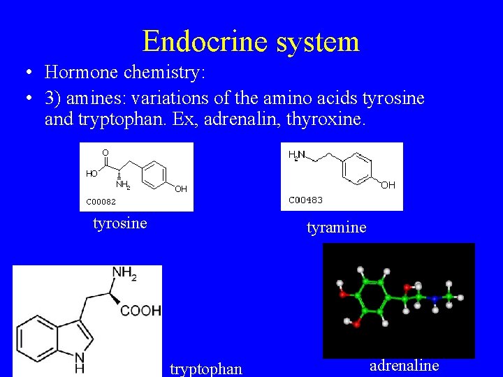 Endocrine system • Hormone chemistry: • 3) amines: variations of the amino acids tyrosine