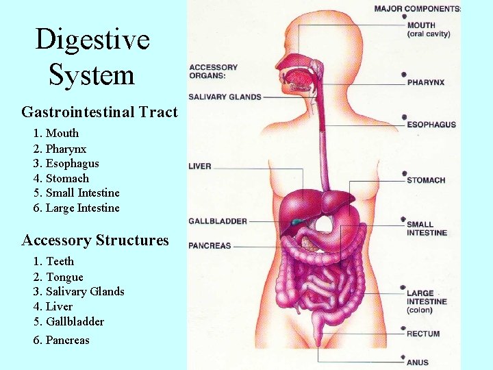 Digestive System Gastrointestinal Tract 1. Mouth 2. Pharynx 3. Esophagus 4. Stomach 5. Small