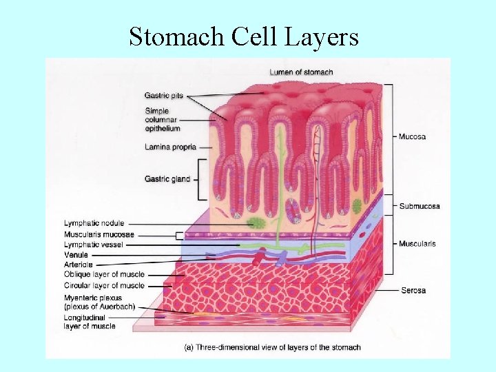 Stomach Cell Layers 