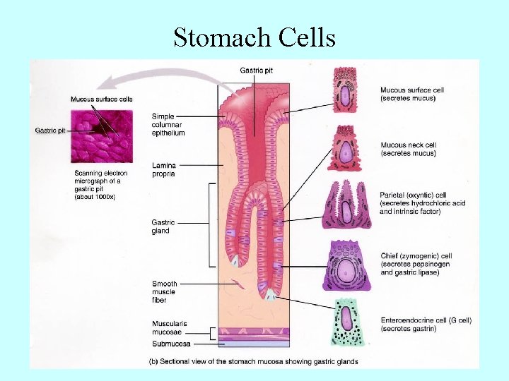 Stomach Cells 