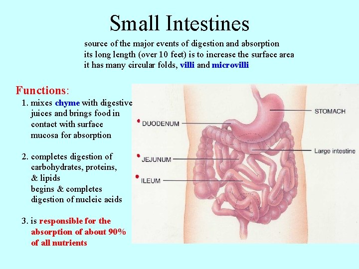 Small Intestines source of the major events of digestion and absorption its long length