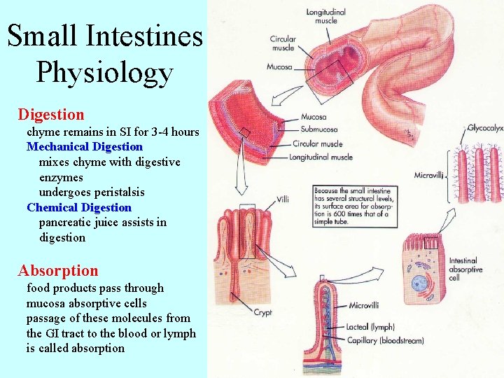 Small Intestines Physiology Digestion chyme remains in SI for 3 -4 hours Mechanical Digestion