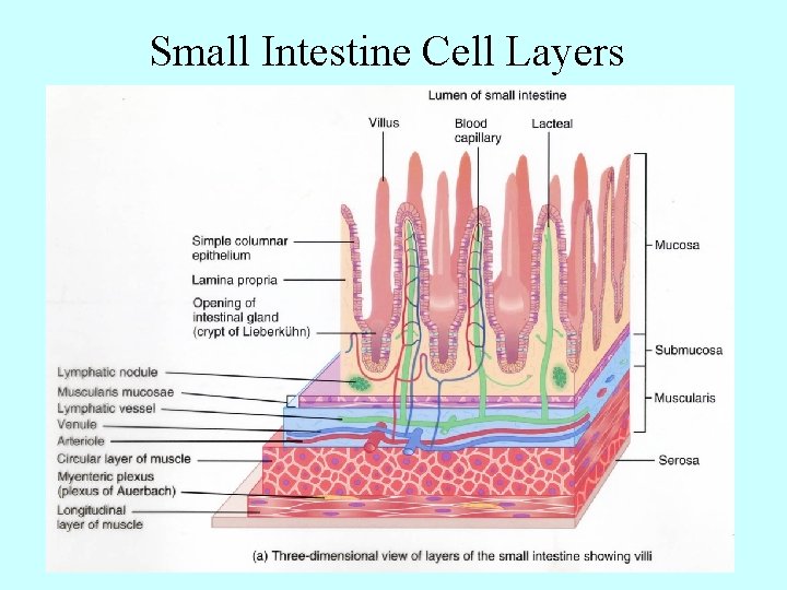 Small Intestine Cell Layers 