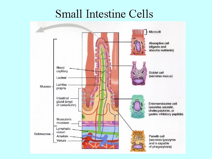 Small Intestine Cells 