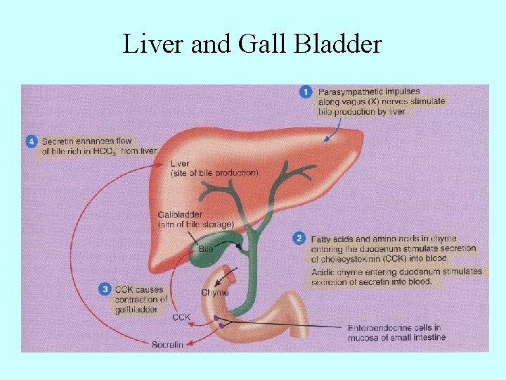 Liver and Gall Bladder 