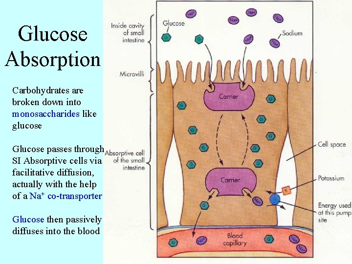 Glucose Absorption Carbohydrates are broken down into monosaccharides like glucose Glucose passes through SI