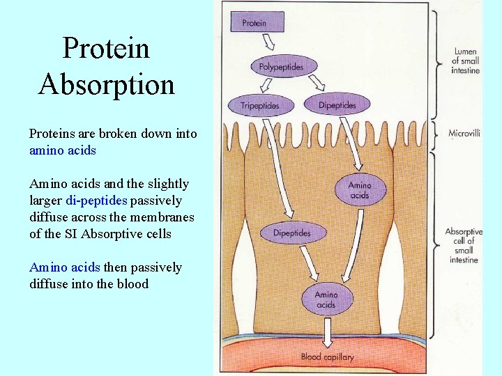 Protein Absorption Proteins are broken down into amino acids Amino acids and the slightly