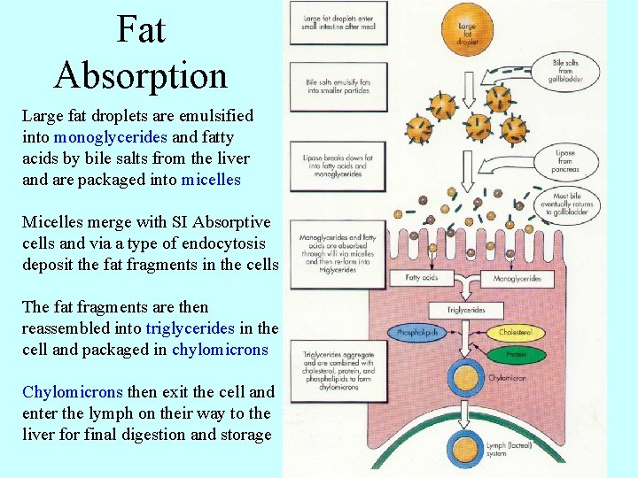 Fat Absorption Large fat droplets are emulsified into monoglycerides and fatty acids by bile