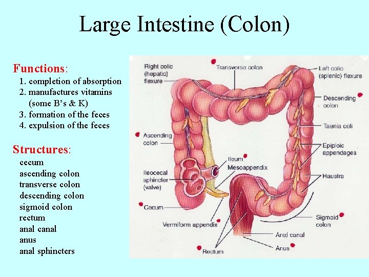 Large Intestine (Colon) Functions: 1. completion of absorption 2. manufactures vitamins (some B’s &