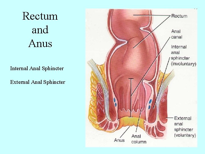 Rectum and Anus Internal Anal Sphincter External Anal Sphincter 