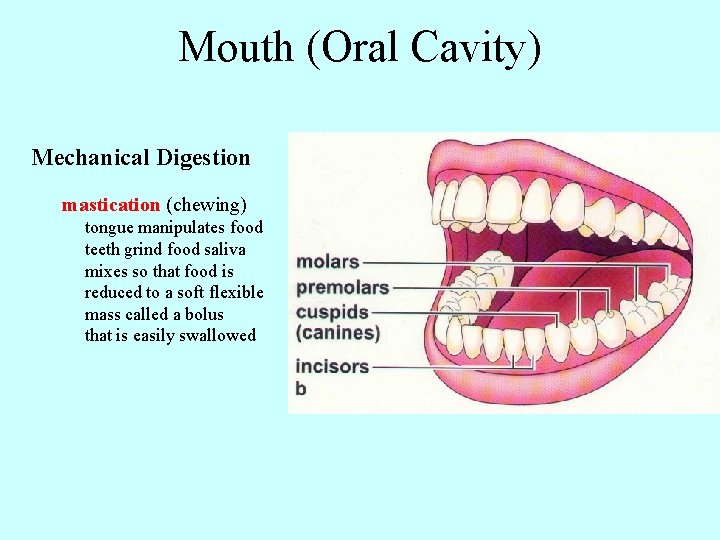 Mouth (Oral Cavity) Mechanical Digestion mastication (chewing) tongue manipulates food teeth grind food saliva