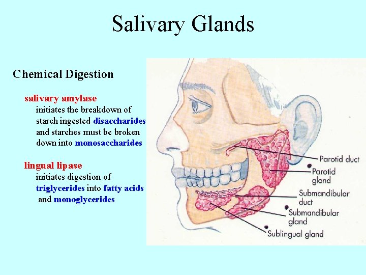 Salivary Glands Chemical Digestion salivary amylase initiates the breakdown of starch ingested disaccharides and