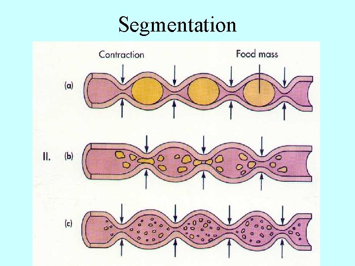 Segmentation 