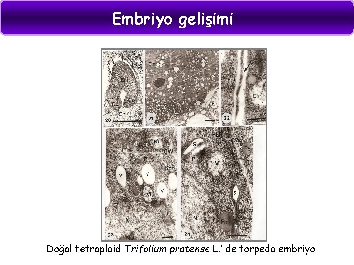 Embriyo geliimi Dllenmi yumurta hcresi zigot adn alr