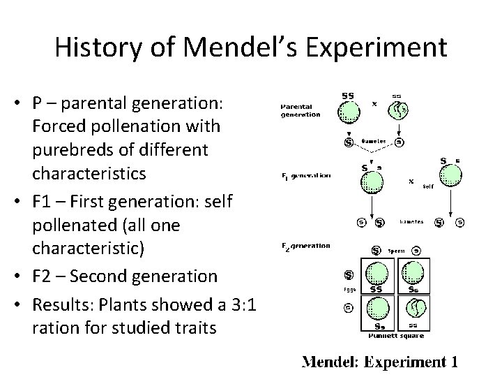History of Mendel’s Experiment • P – parental generation: Forced pollenation with purebreds of