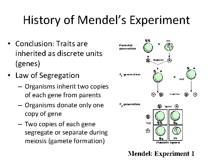 History of Mendel’s Experiment • Conclusion: Traits are inherited as discrete units (genes) •