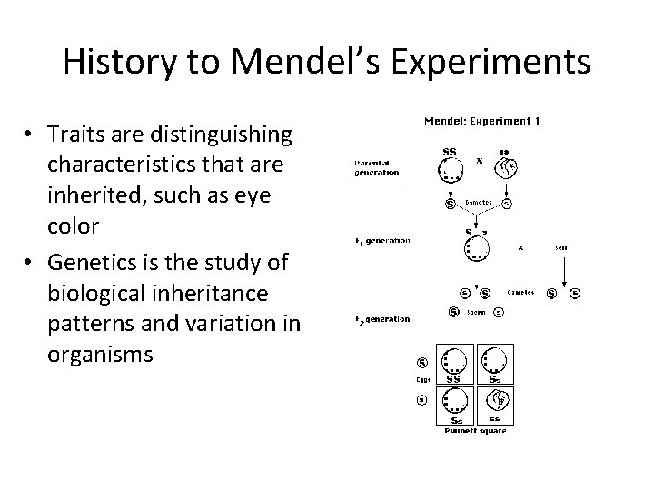 History to Mendel’s Experiments • Traits are distinguishing characteristics that are inherited, such as