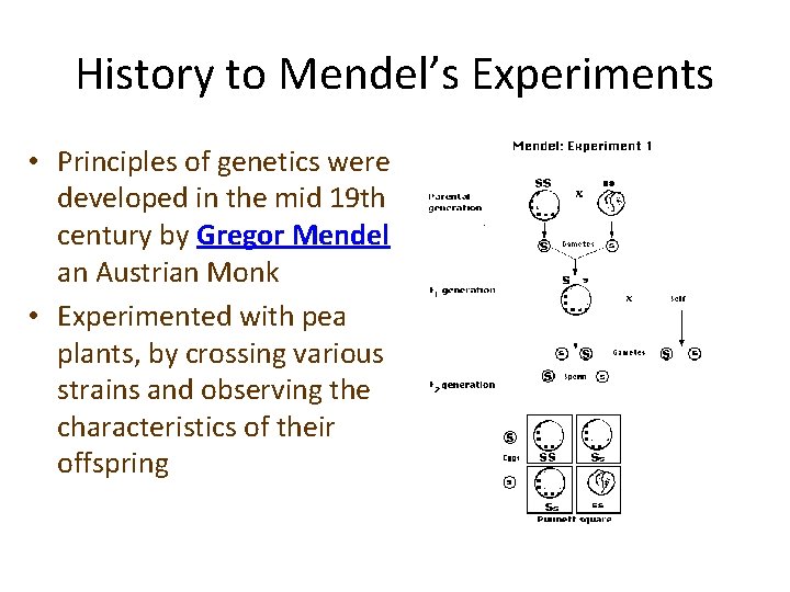 History to Mendel’s Experiments • Principles of genetics were developed in the mid 19