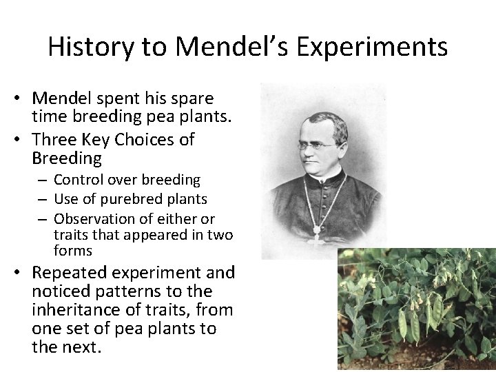 History to Mendel’s Experiments • Mendel spent his spare time breeding pea plants. •