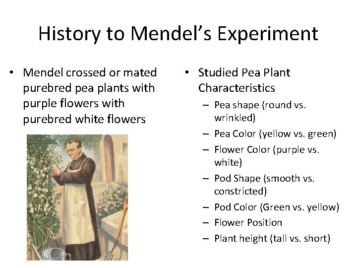 History to Mendel’s Experiment • Mendel crossed or mated purebred pea plants with purple