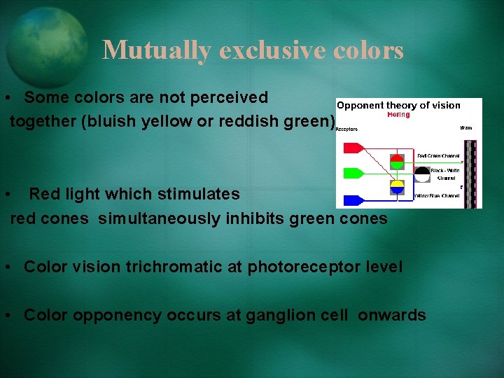Mutually exclusive colors • Some colors are not perceived together (bluish yellow or reddish