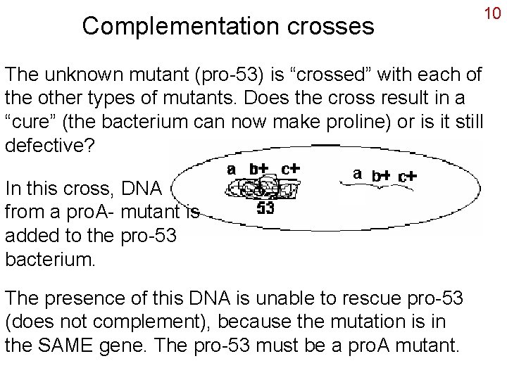 Complementation crosses 10 The unknown mutant (pro-53) is “crossed” with each of the other