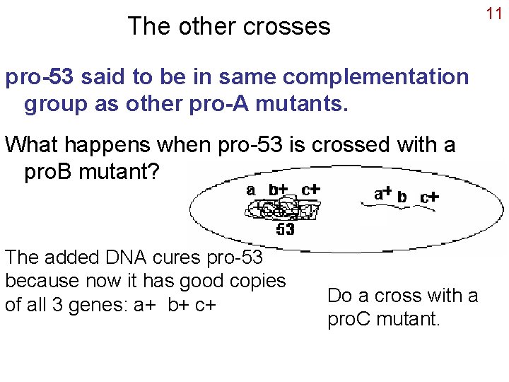 The other crosses pro-53 said to be in same complementation group as other pro-A