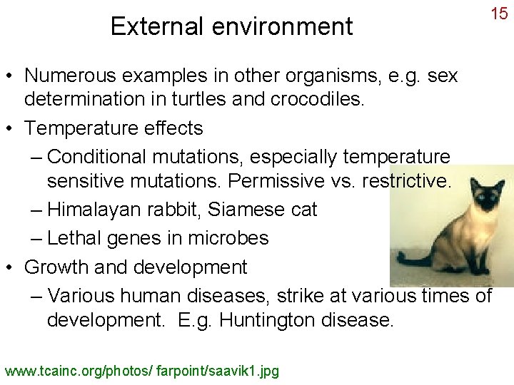 External environment 15 • Numerous examples in other organisms, e. g. sex determination in