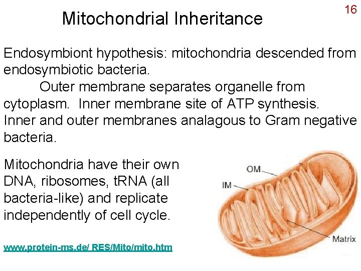 Mitochondrial Inheritance 16 Endosymbiont hypothesis: mitochondria descended from endosymbiotic bacteria. Outer membrane separates organelle