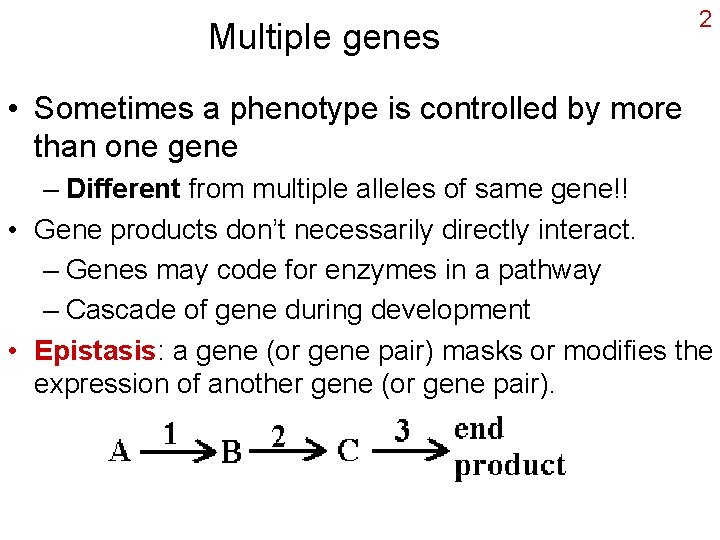 Multiple genes 2 • Sometimes a phenotype is controlled by more than one gene