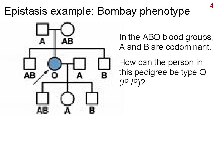 Epistasis example: Bombay phenotype 4 In the ABO blood groups, A and B are