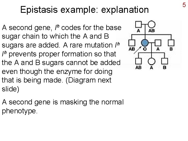 Epistasis example: explanation A second gene, Ih codes for the base sugar chain to