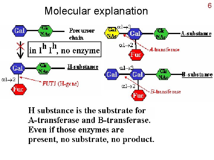 Molecular explanation 6 