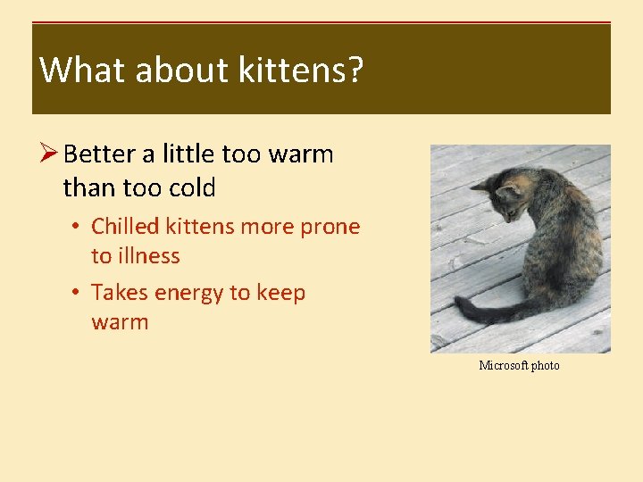 What about kittens? Ø Better a little too warm than too cold • Chilled
