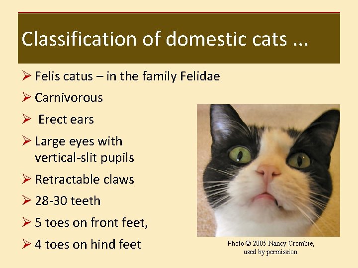 Classification of domestic cats. . . Ø Felis catus – in the family Felidae