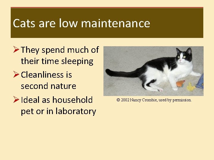 Cats are low maintenance Ø They spend much of their time sleeping Ø Cleanliness