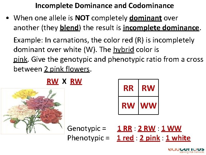Incomplete Dominance and Codominance • When one allele is NOT completely dominant over another